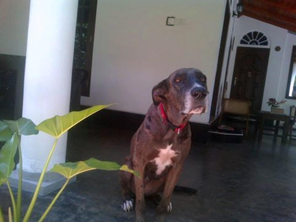 Villa Ali อูนาวาตูนา ภายนอก รูปภาพ